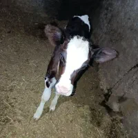 گاو|حیوانات مزرعه|خنداب, |دیوار