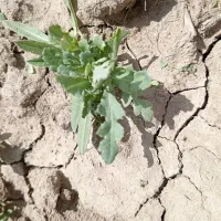 بذر گل سفید.بذر اصلاح شده اصل. تخم گل سفید|گل و گیاه طبیعی|کرمانشاه, |دیوار