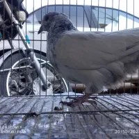 کبوتر|پرنده|سردشت, |دیوار