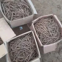 فروش نشاء آنغوزه با آموزش کاشت