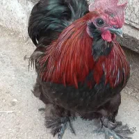 خروس پرپا