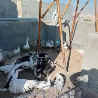 غاز سیکاس اردک