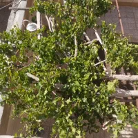 رفع مشکل کسری بودجه در سریع‌ترین زمان ممکن