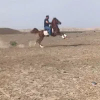 کره نریان عرب تازه سواری