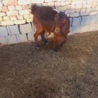 چبش ماده وکره|حیوانات مزرعه|مرودشت, ولایت|دیوار