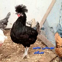 زینتی، گلین، لهستانی، مینیاتوری، توله‌های گلدن|حیوانات مزرعه|رودسر, |دیوار