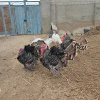 بوقلمون نر و ماده