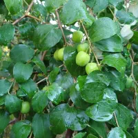 اجاره واحد تمیز باجک