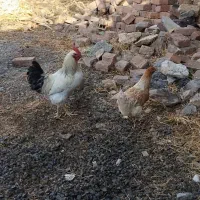 مرغ خروس