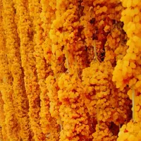 کشمش  سبزه انگوری (دودی)و تیزابی