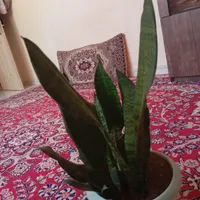 گل طبیعی|گل و گیاه طبیعی|گلبهار, |دیوار