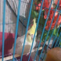 یک عروس هلندی نر برای فروش فوری