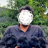 توله ژرمن بلک شولاین