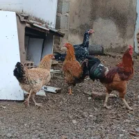 مرغ لاری و جوجه ۷ ماهه دورگ لاری|حیوانات مزرعه|قرق, |دیوار