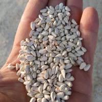 گلرنگ بوجاری شده کیسه ۳۰ کیلویی بذر فرامان