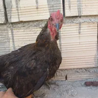 مرغ تخم کن