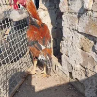 خروس لاری|حیوانات مزرعه|رباط‌کریم, انجم آباد|دیوار