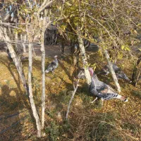 فروش ۷ تا بوقلمون