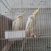 طوطی عروس هلندی مولد