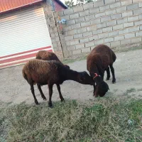 سه راس دوتا ماده یکی نر|حیوانات مزرعه|رامیان, |دیوار