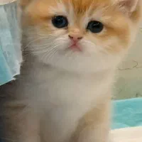 بریتیش لاکچری روسی ۲۵۰میلیون صورت تپل VIP