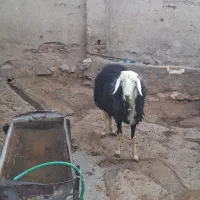 بره قوچ کله قارچی