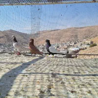 کبوتر|پرنده|شیراز, سعدیه شمالی|دیوار