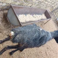 2راس گوسفند جوان گوشتی|حیوانات مزرعه|فردیس, سرحد آباد|دیوار