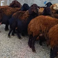 20 راس گوسفند آبستن سنگین در حال زایمان