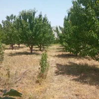 فروش باغ زیبا در روستای ساربانک قزوین|فروش زمین و ملک کلنگی|کوهین, |دیوار