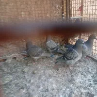 باسلام‌‌بیست‌خوردی‌جوجه‌‌مسافتی‌بفروش‌میرسد‌قیمت