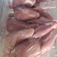 بلدرچین تازه