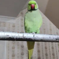 طوطی ملنگو نر