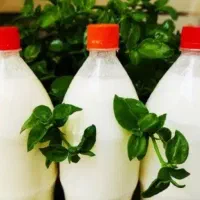 کره و شیراز  و دوغ گاوی