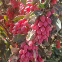 زعفران وز  ر  ش  ک  وع ن ا ب|خدمات پذیرایی، مراسم|بیرجند, |دیوار