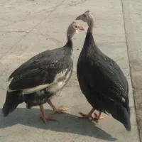 مرغ شاخدار