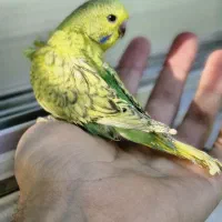 جوجه مرغ عشق سر لاکی