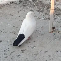 کبوتر دو کت و دم سیاه|پرنده|کرمانشاه, |دیوار