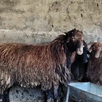 گوسفند پرورش نر تخمی