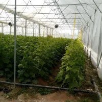 فروش ۱۵ هکتار زمین کشاورزی وگلخانه در بیضا|فروش زمین و ملک کلنگی|بیضا, |دیوار