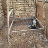 گمشده|پرنده|فرمهین, |دیوار