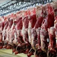 گوشت عمده گوساله و گوسفندی نر کشتار دامین