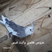 عروس هلندی|پرنده|زهک, |دیوار