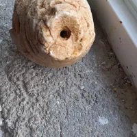 فسیل حلزون|کلکسیون اشیاء عتیقه|زرقان, |دیوار