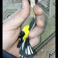 سهره کرمونشاهی بخون|پرنده|کرمان, |دیوار