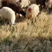 ۱۳ راس بره نروماده سبک وزن|حیوانات مزرعه|گلپایگان, |دیوار