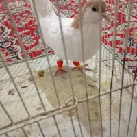 کفتر|پرنده|گلبهار, شهر جدید گلبهار|دیوار