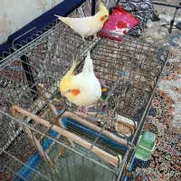 یک جفت عروس هلندی نروماده