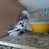 نر سمن درجه یک