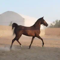 تخفیف ویژه مادیان کرد سواریدار شجره دار فروشی|اسب و تجهیزات اسب‌سواری|نجف‌آباد, گلدشت|دیوار
